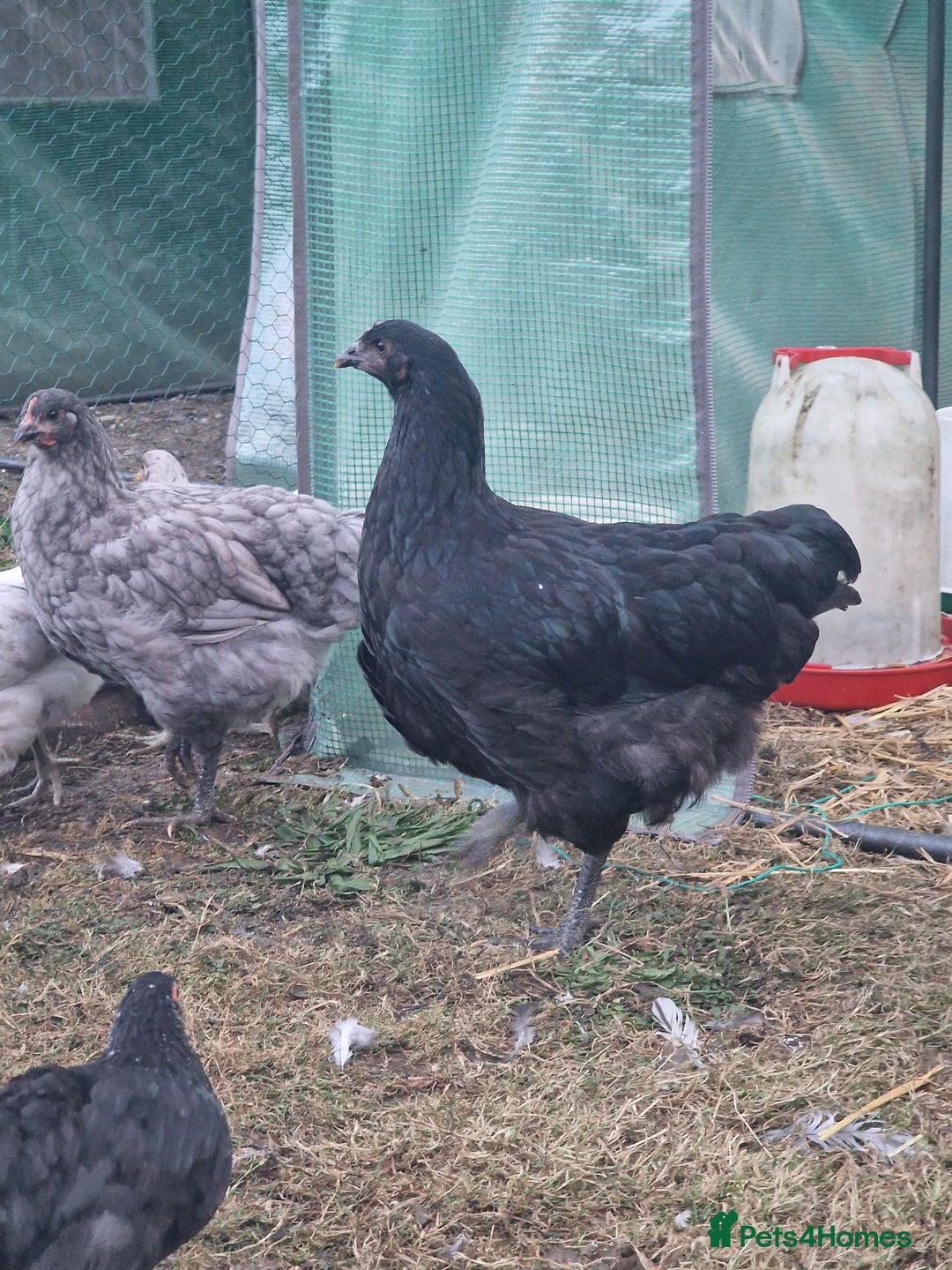 Chickens poultry for sale: Point of Lay hens Jersey Giants, Pekin & Olive egg - Image 13