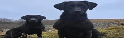 Labrador Retriever dogs for sale: Extensively Health Tested Labrador Puppies - Advert 1