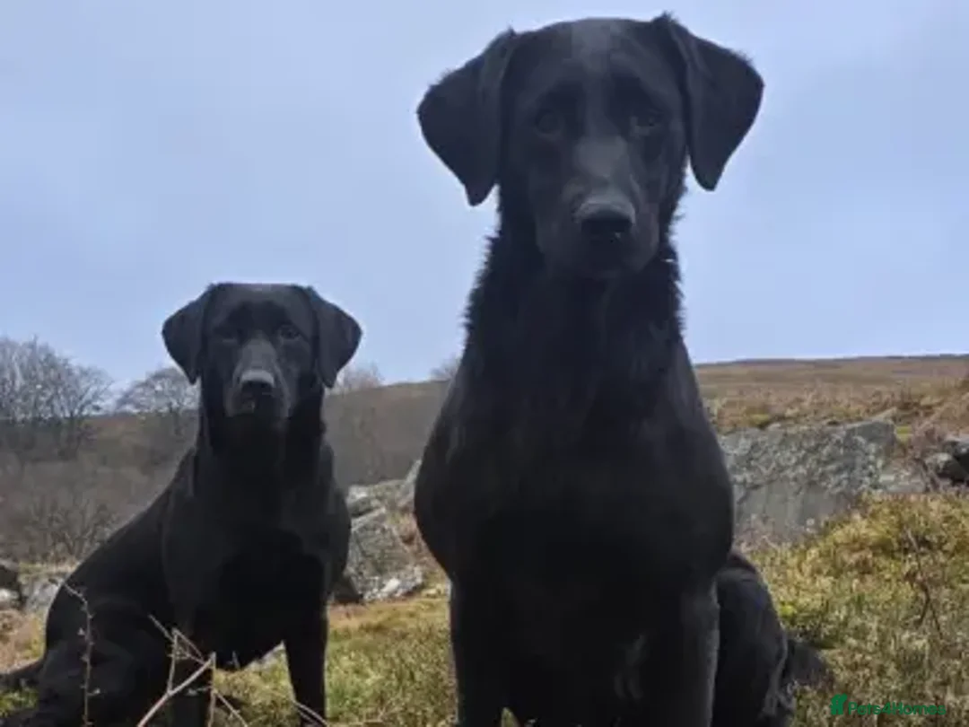 Labrador Retriever dogs for sale: Extensively Health Tested Labrador Puppies - Advert 1