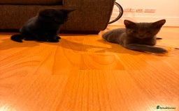 Mixed Breed cats for sale: Two beautiful girls  - Image 3