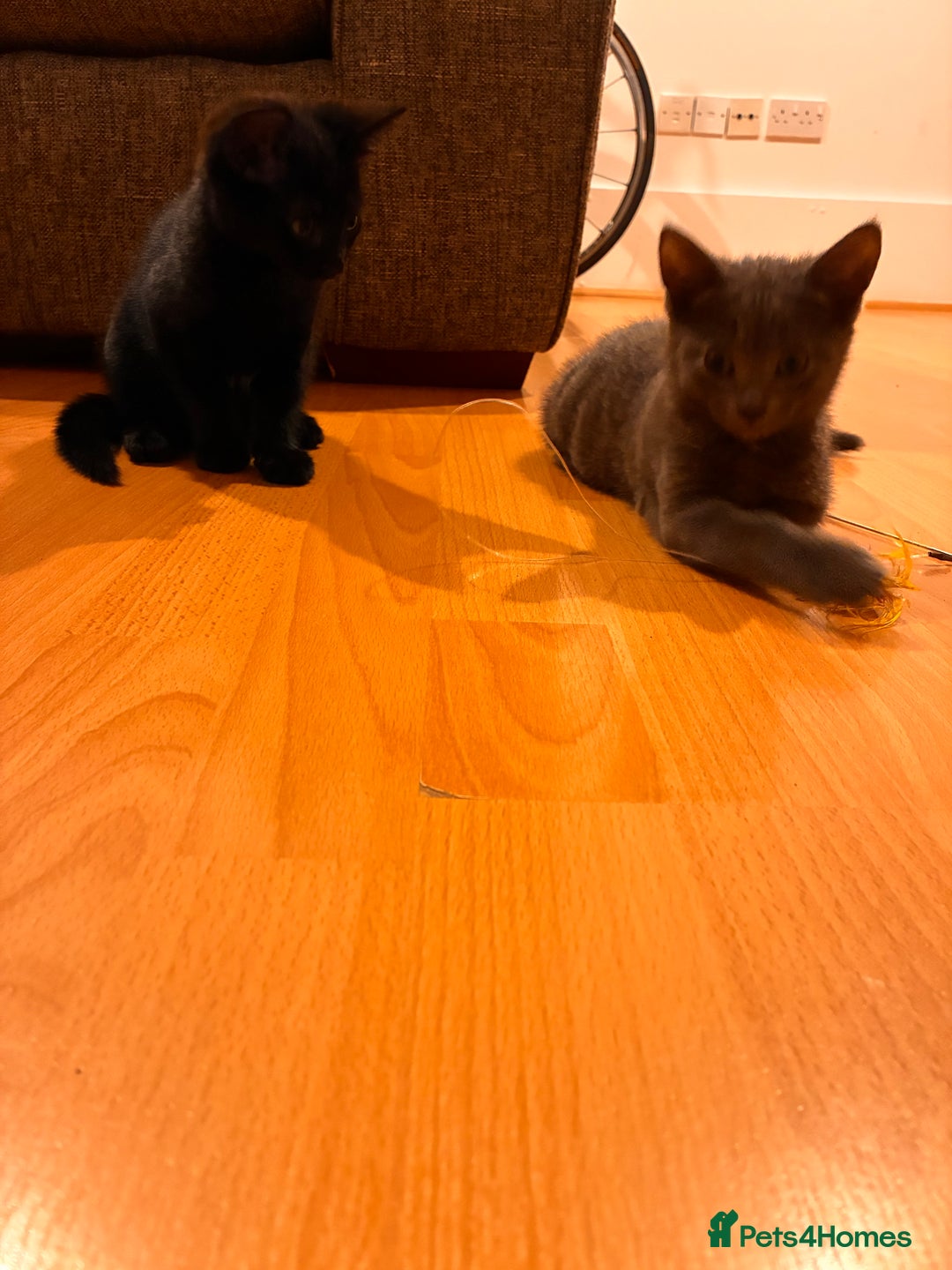 Mixed Breed cats for sale: Two beautiful girls  - Image 3