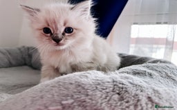 Ragdoll cats for sale: Gorgeous Ragdoll Lynx Girls!  - Image 8