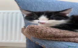 Domestic Shorthair cats for sale: Kittens Black and white gorgeous markings - Image 3