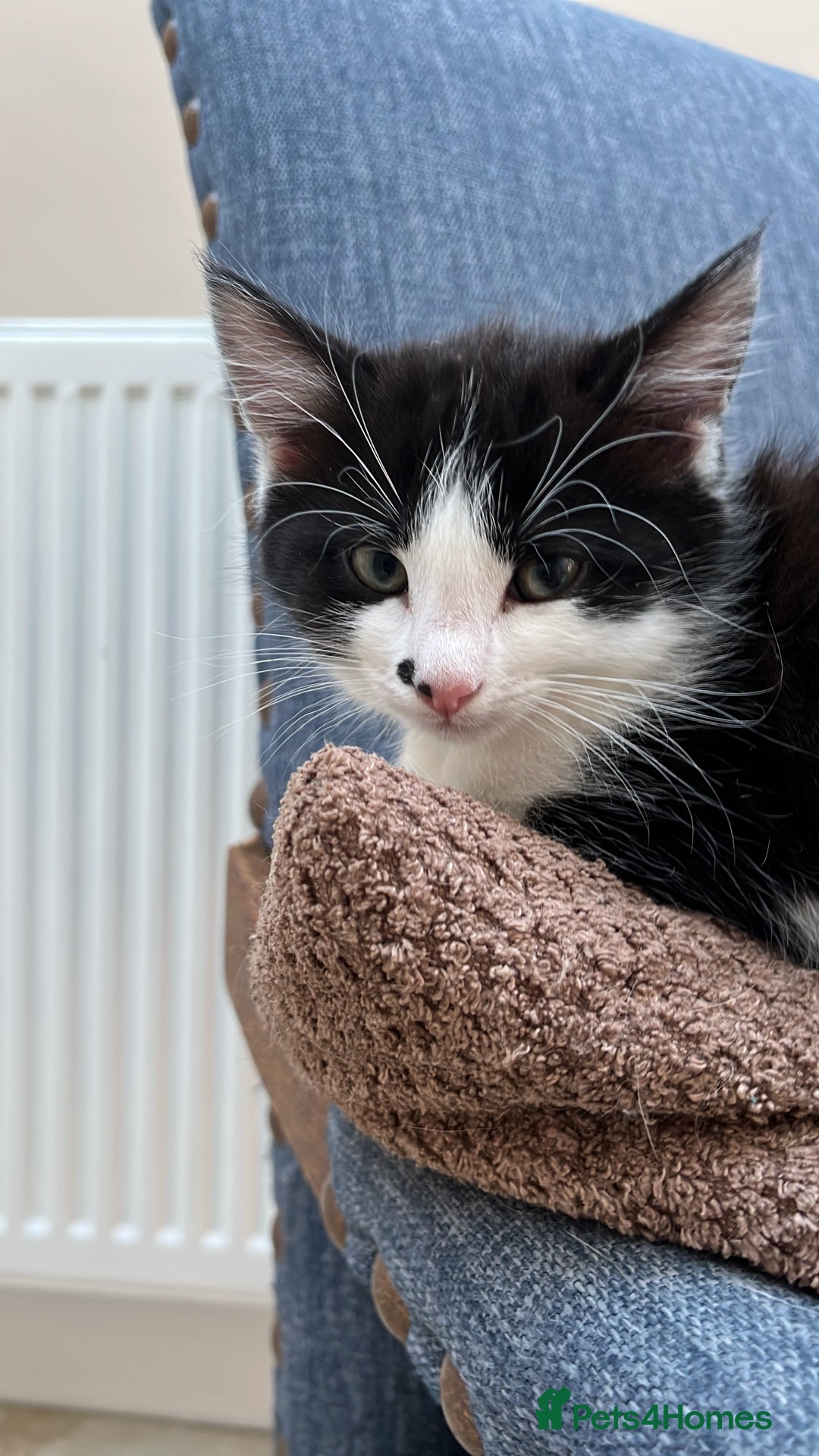Domestic Shorthair cats for sale: Kittens Black and white gorgeous markings - Image 3