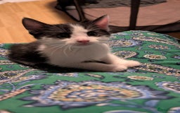 Mixed Breed cats for sale: Mixed breed Kitten  - Image 2