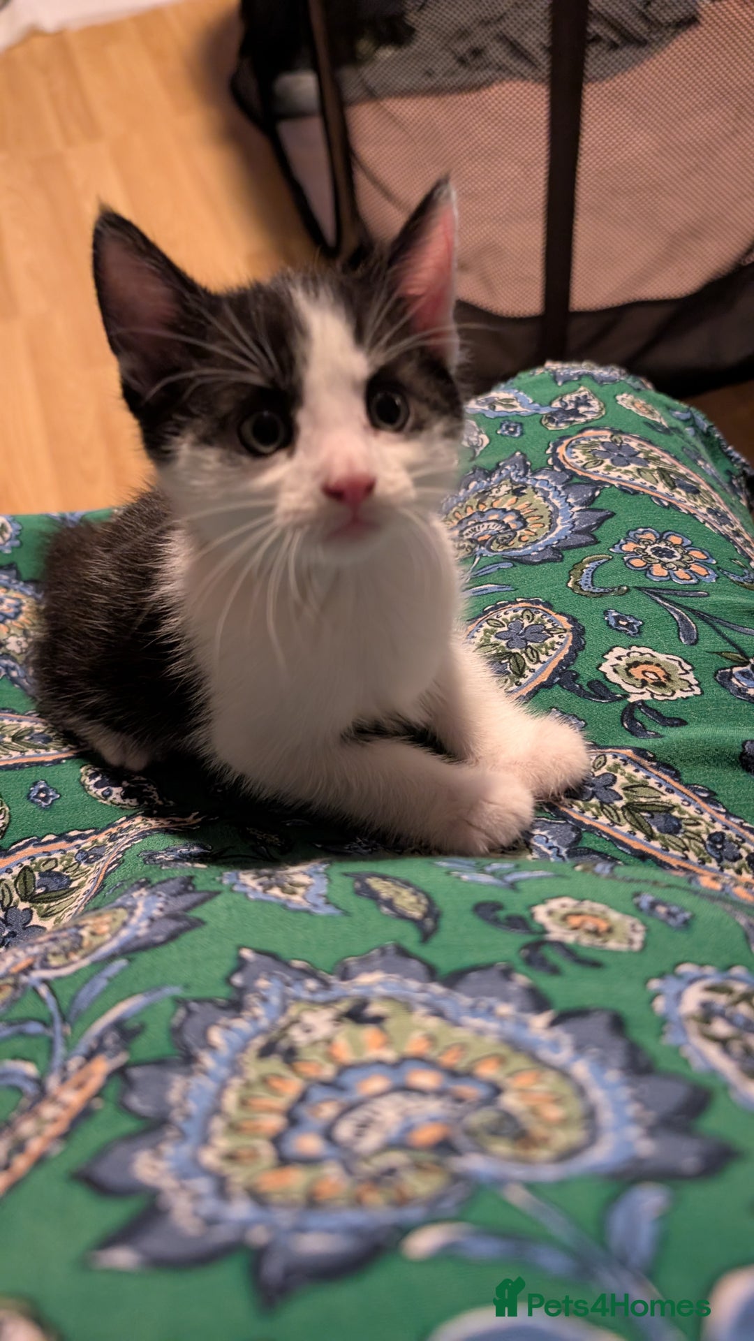 Mixed Breed cats for sale: Mixed breed Kitten  - Image 2