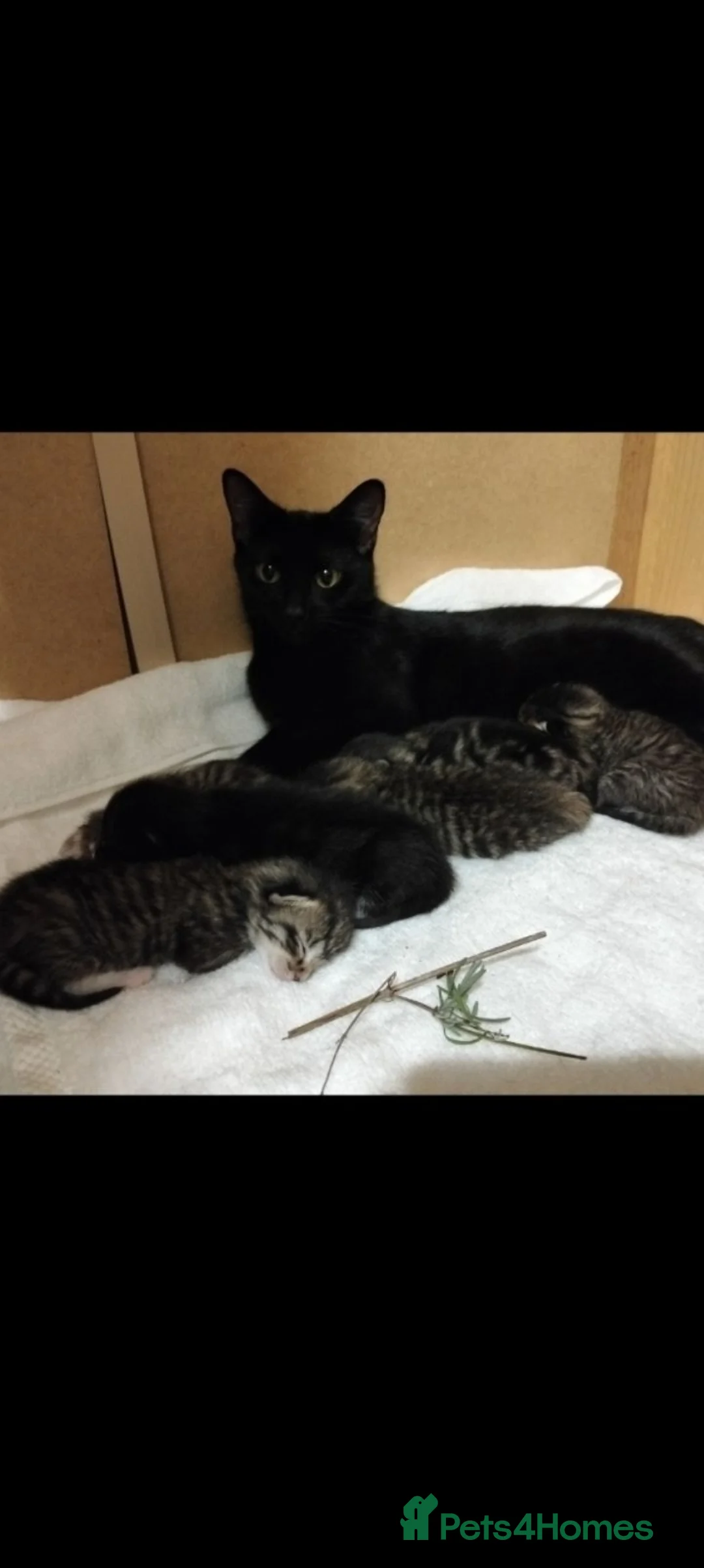 Mixed Breed cats for sale: Lovely Kittens  in Doncaster - Advert 2