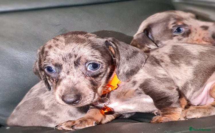Miniature Dachshund dogs - Advert 3