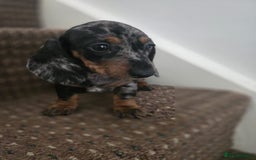 Dachshund dogs for sale: Dachshund puppies  - Image 4