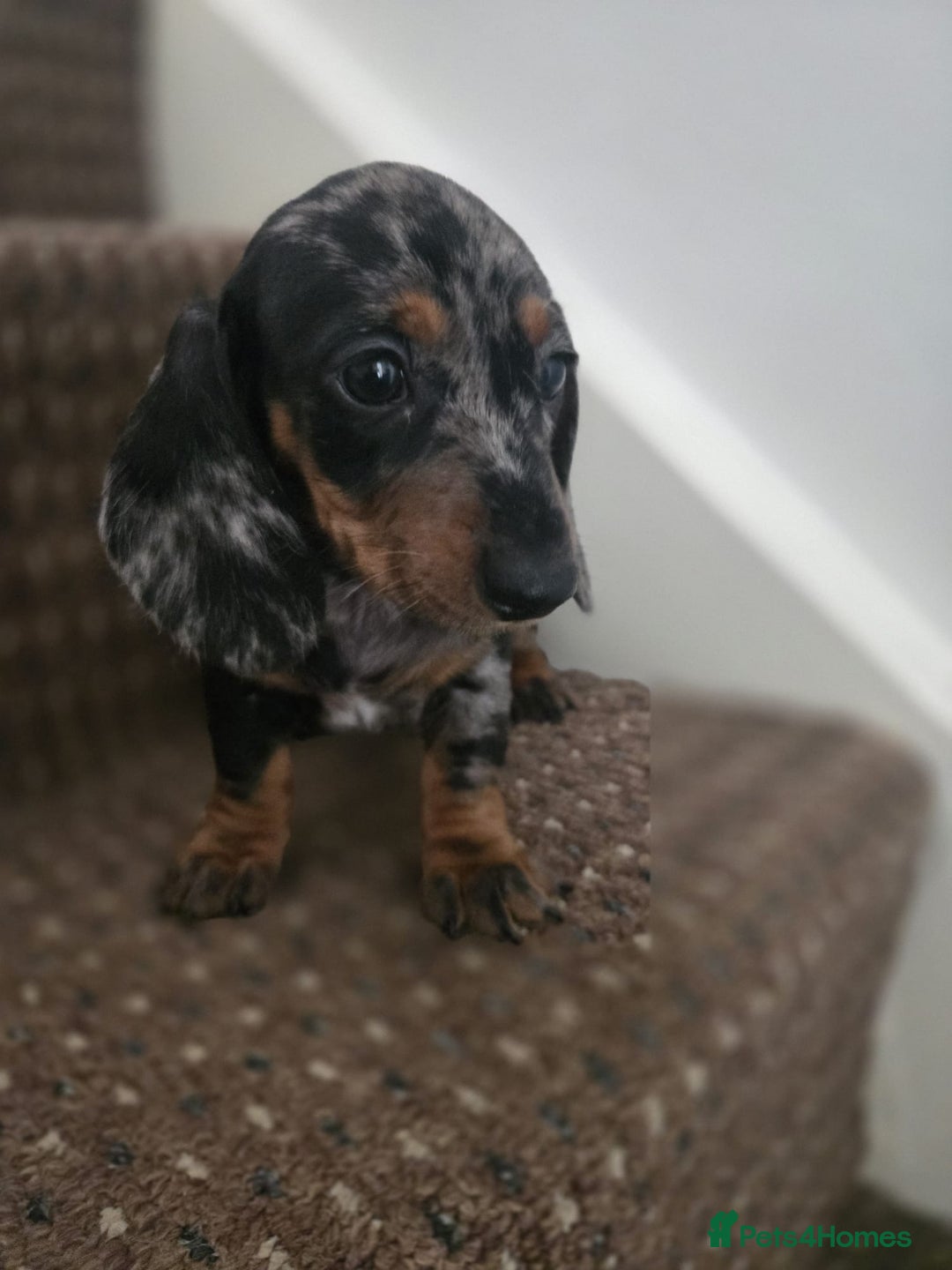 Dachshund dogs for sale: Dachshund puppies  - Image 4