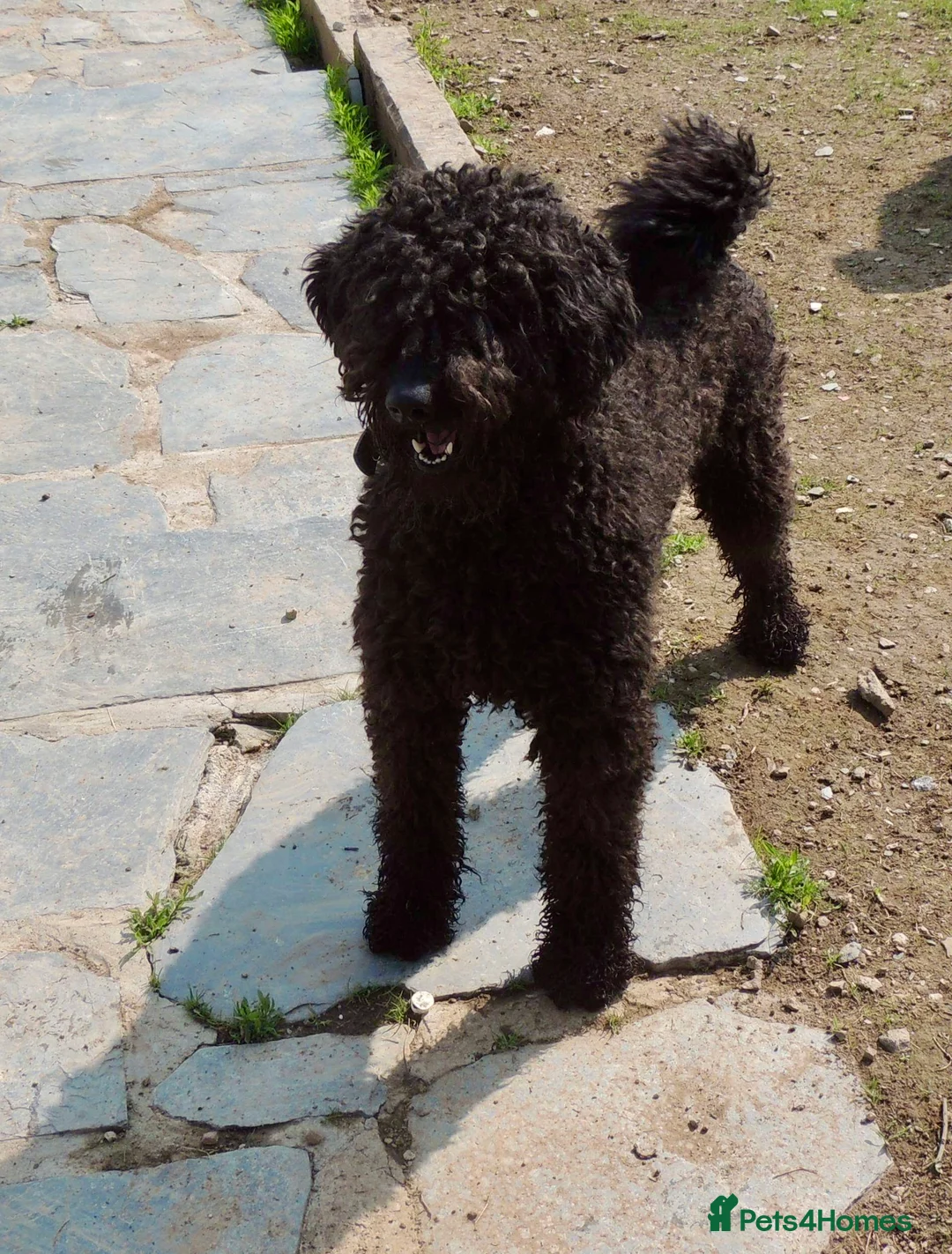 Irish Doodle dogs for sale: Standard Irish Doodle Puppies in Launceston - Advert 32
