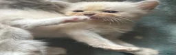 Ragdoll cats for sale: RAGDOLL/PERSIAN Kittens  - Advert 2