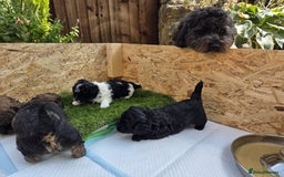 Shihpoo dogs for sale: F2 shihpoo puppies. - Image 30