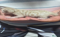 Bengal cats for sale: 2 stunning bengal kittens - Image 13