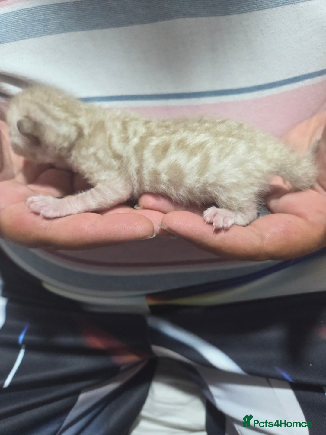 Bengal cats for sale: 2 stunning bengal kittens - Image 13