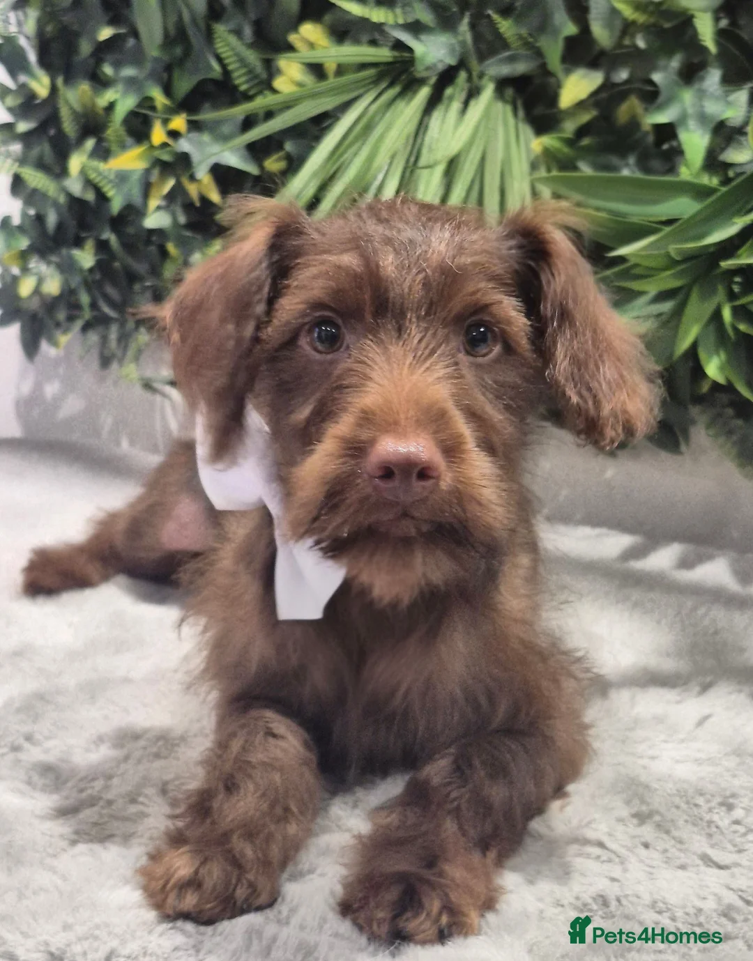 Mixed Breed dogs for sale: 18 week cocker teckle  - Advert 2