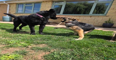 Mixed Breed dogs for adoption in Gloucester - Advert 2