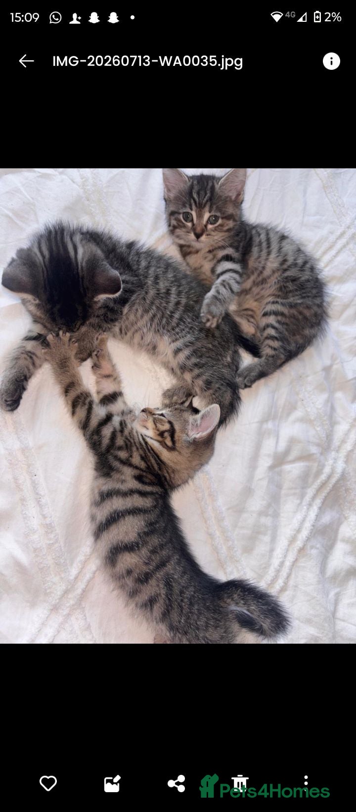 Mixed Breed cats 4 Tabby's & 3 black and white  - Advert 2