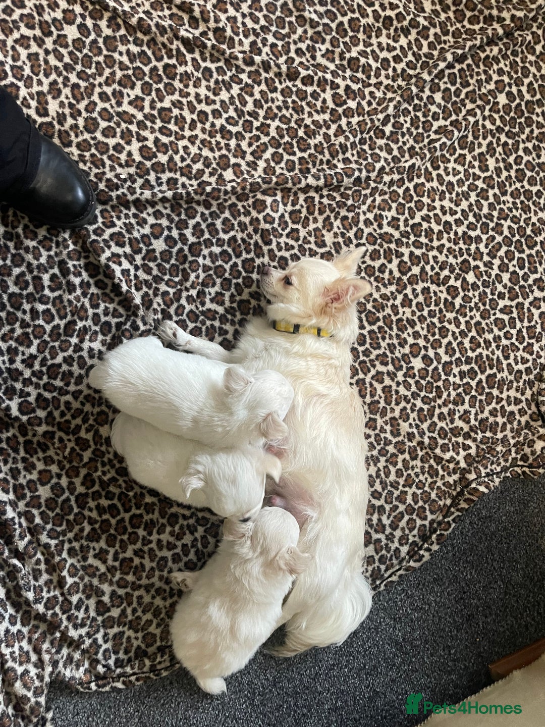 Chihuahua dogs for sale: White long coat Chihauhau Pups - Image 3