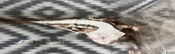 Gecko reptiles for sale: Crested Gecko Lily White breeding pair - Advert 2