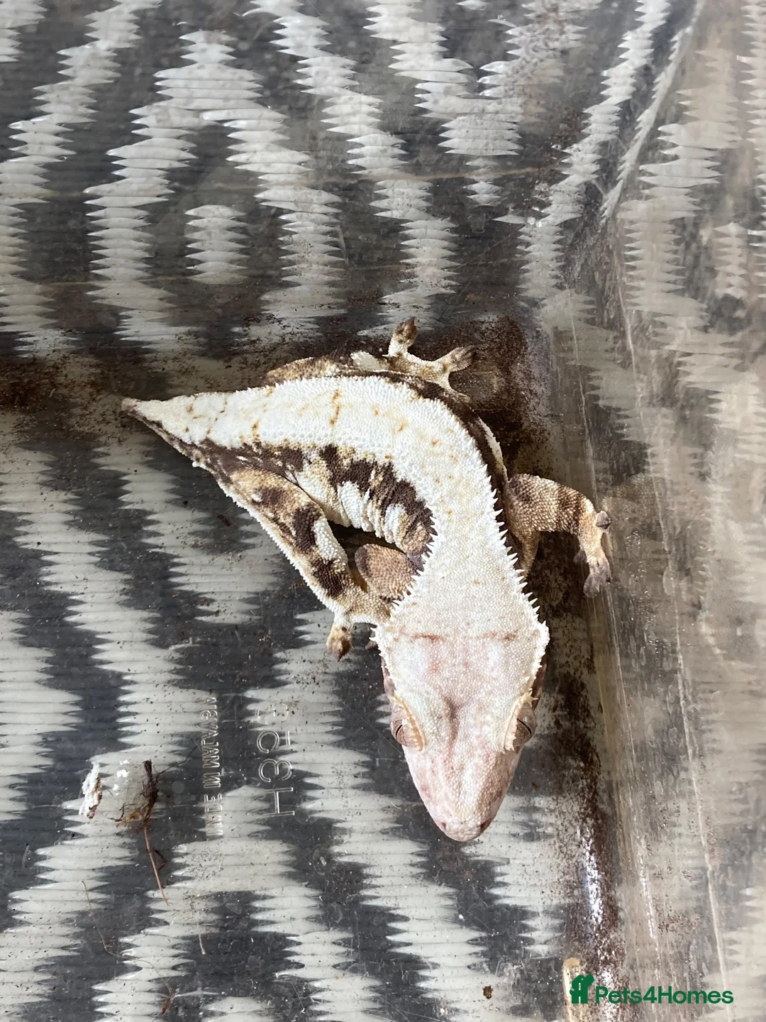 Gecko reptiles for sale: Crested Gecko Lily White breeding pair - Advert 2