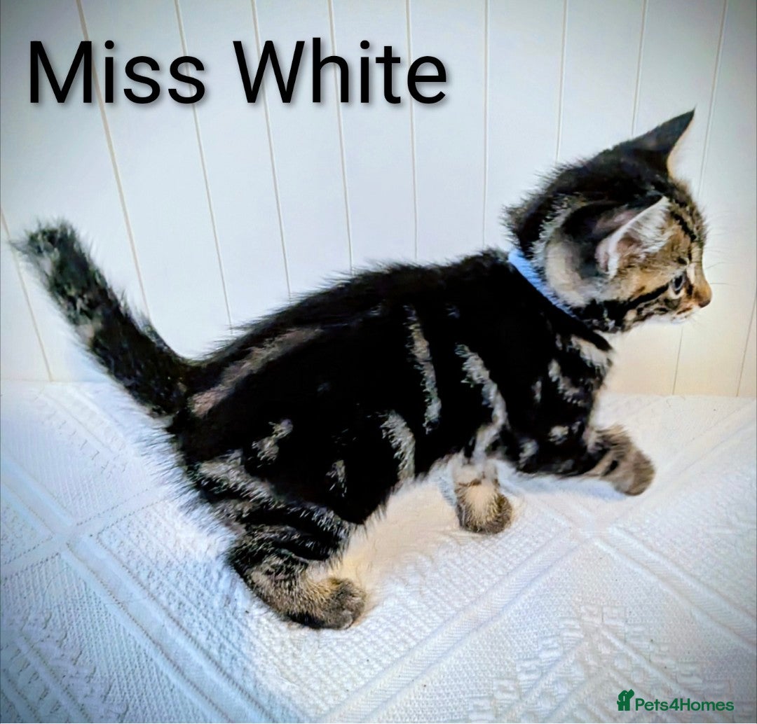 Bengal cats for sale: Beautiful Bengal x Mainecoon moggies - Image 9
