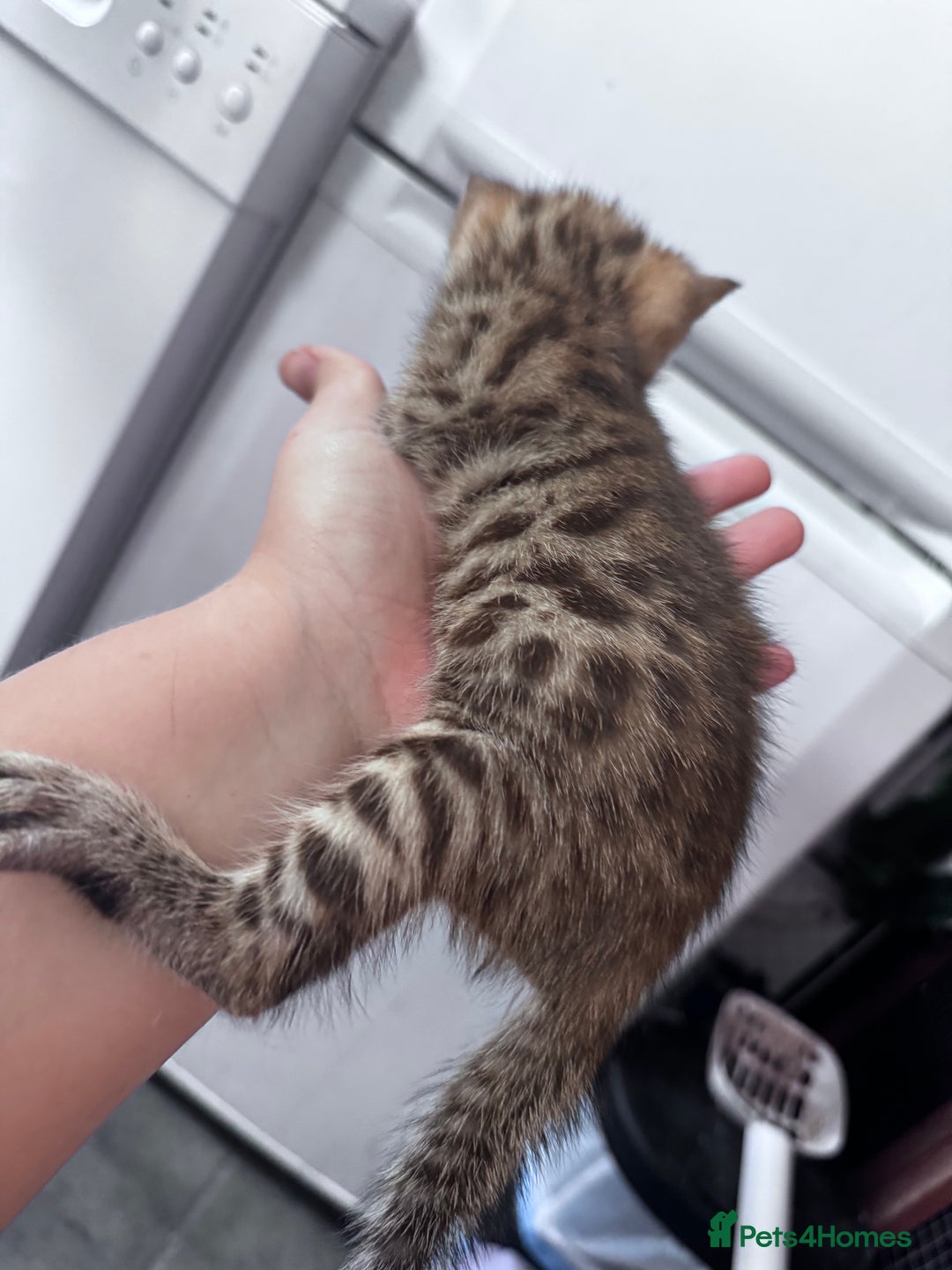 Bengal cats for sale: Bengal Kittens ready to be reserved  - Image 16
