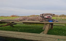 Mixed Breed dogs for sale: 4 yrs old cane corso - Advert 2