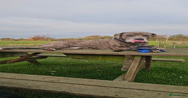 Mixed Breed dogs 4 yrs old cane corso - Advert 3