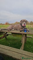 Mixed Breed dogs 4 yrs old cane corso - Advert 3