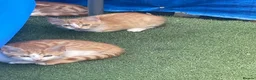 Mixed Breed cats for sale: Kittens/looking for loving homes 🐾 - Advert 6