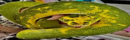 Python Snake reptiles for sale: Male Green Tree Python  - Advert 2