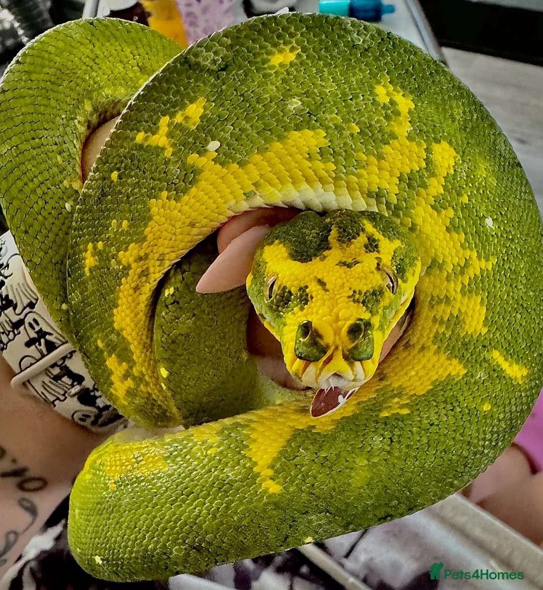 Python Snake reptiles for sale: Male Green Tree Python  - Advert 2