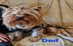 Yorkshire Terrier dogs for stud:  Beautiful boy ready for stud in Dagenham - Image 2