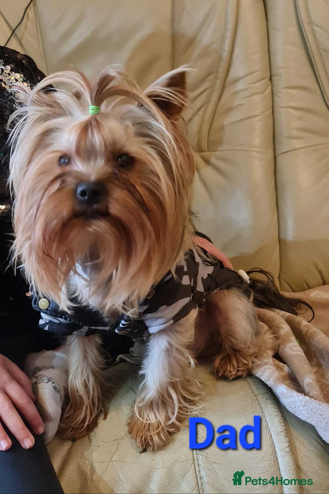 Yorkshire Terrier dogs for stud:  Beautiful boy ready for stud in Dagenham - Image 2