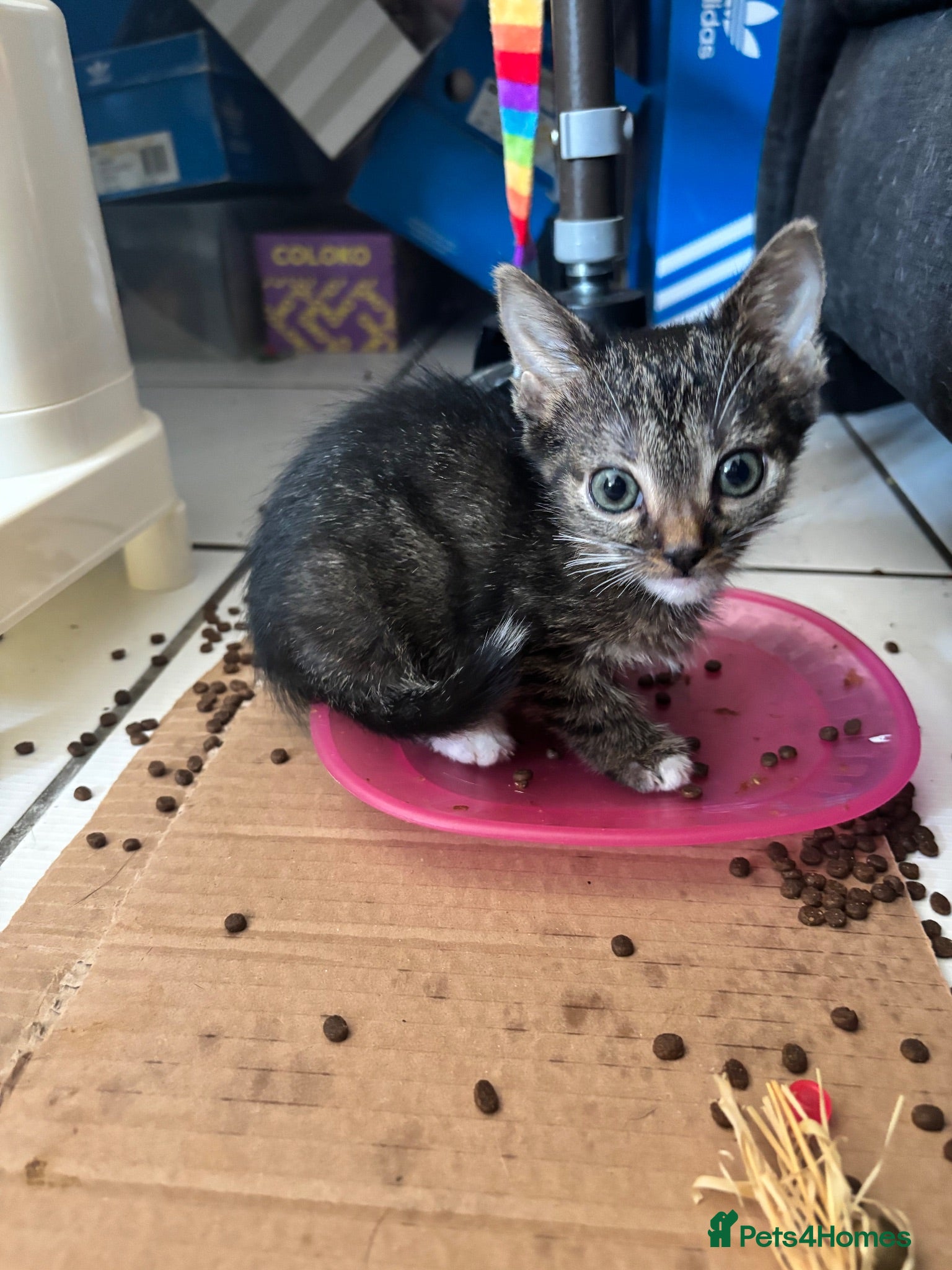 British Shorthair cats Kittens for sale - Advert 1