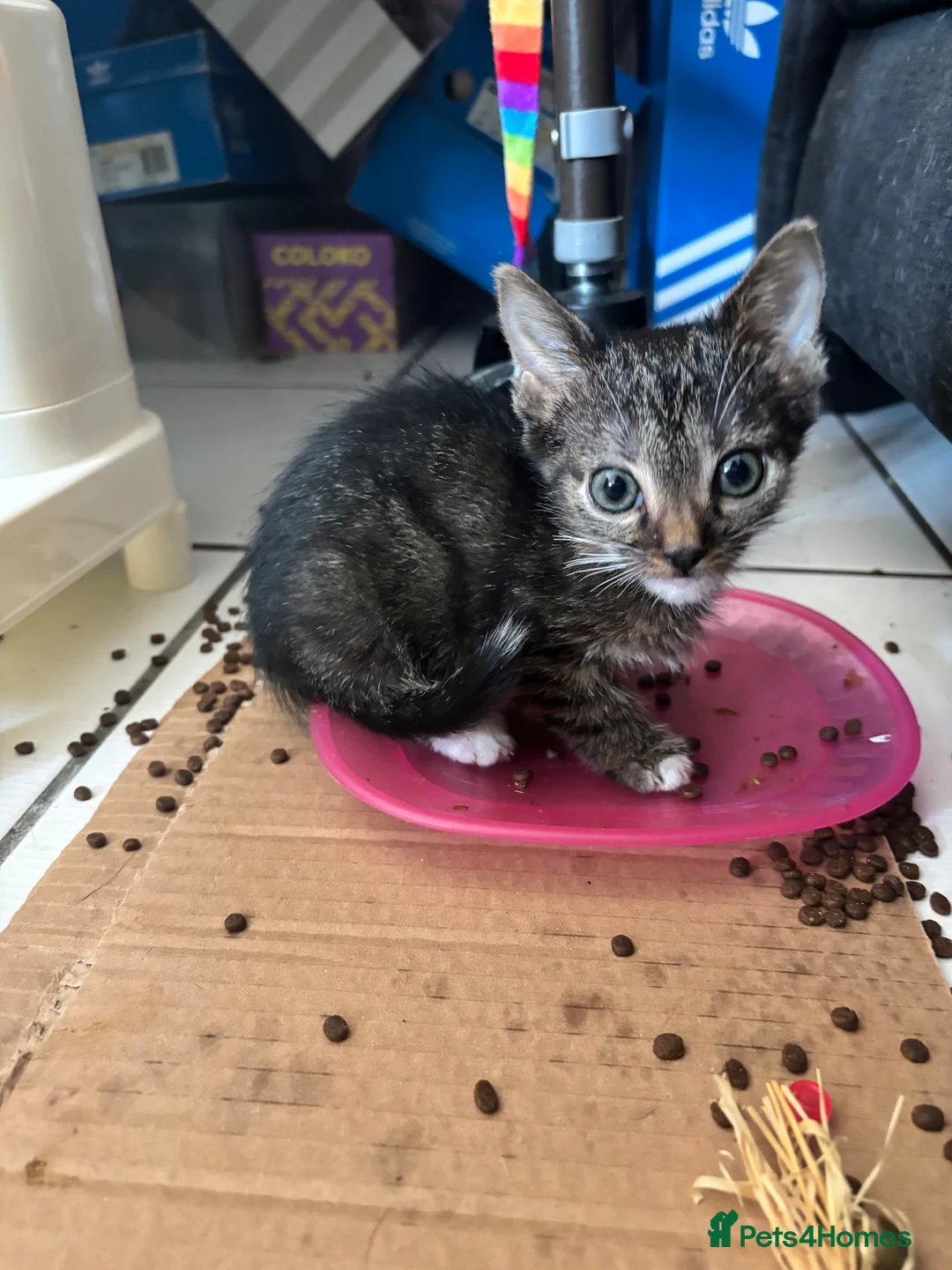British Shorthair cats for sale: Kittens for sale in Telford - Advert 1