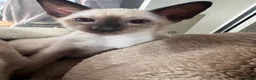 Siamese cats for sale: 4 affectionate traditional Siamese kittens ready - Advert 5