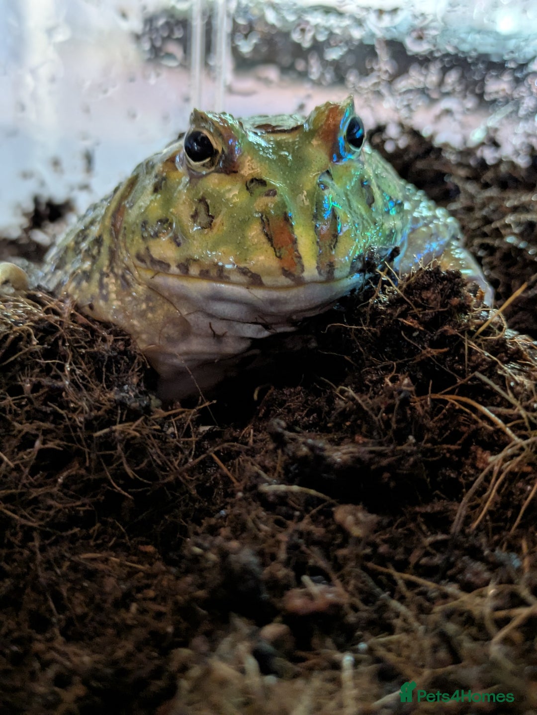 Frog reptiles for sale: Pacman frogs - Advert 2