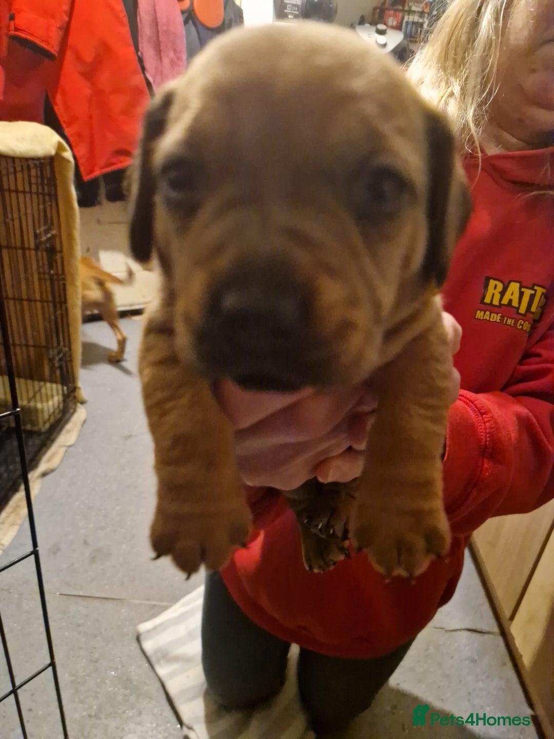 Mixed Breed dogs for sale: Staffy X Miniature Dachsund Puppies - Advert 10