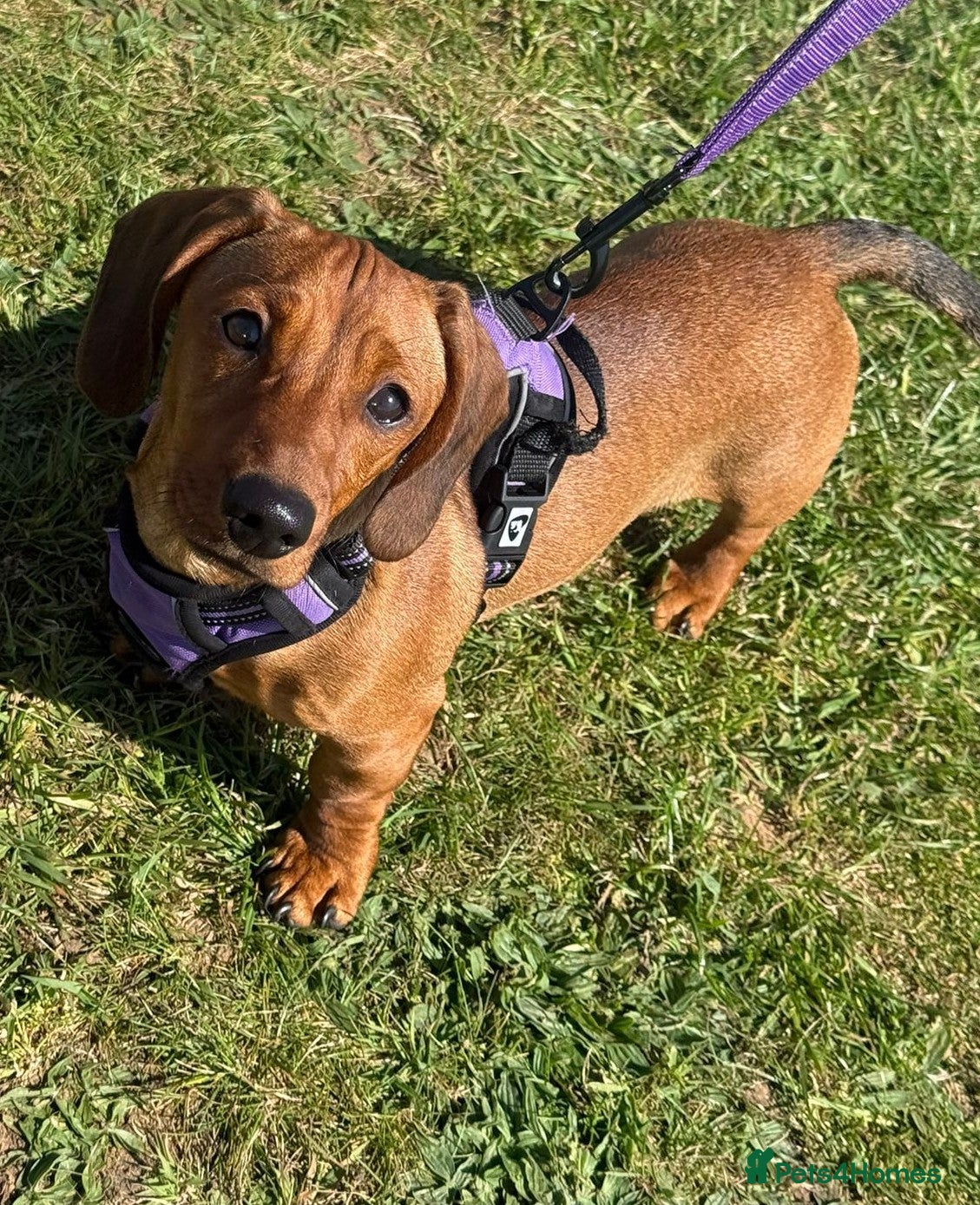 Mixed Breed dogs * Last Girl *Beautiful girl Dachshund x pug - Advert 20