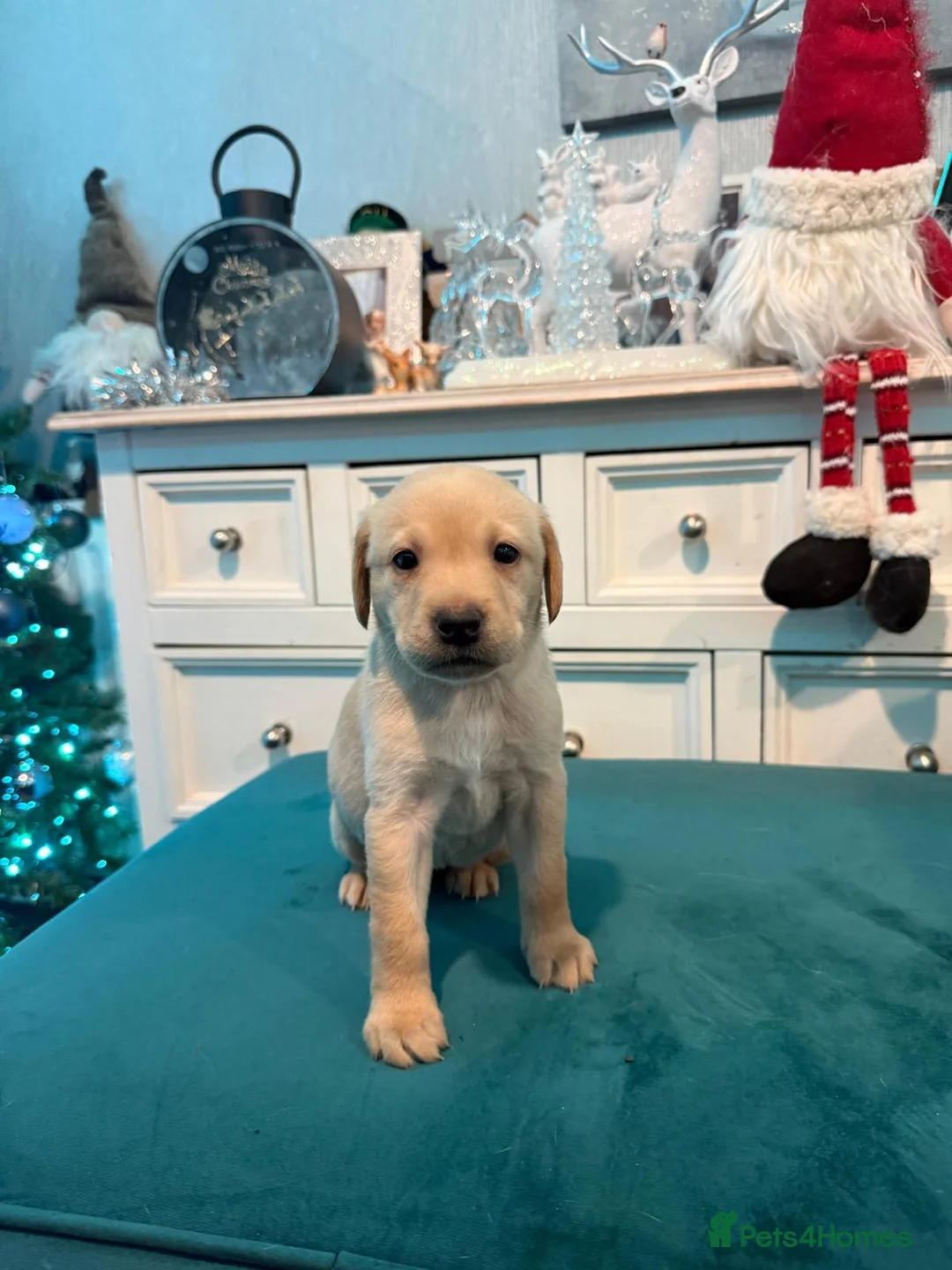 Labrador Retriever dogs for sale: KC Labrador Bitch Puppy ready to leave  - Advert 19