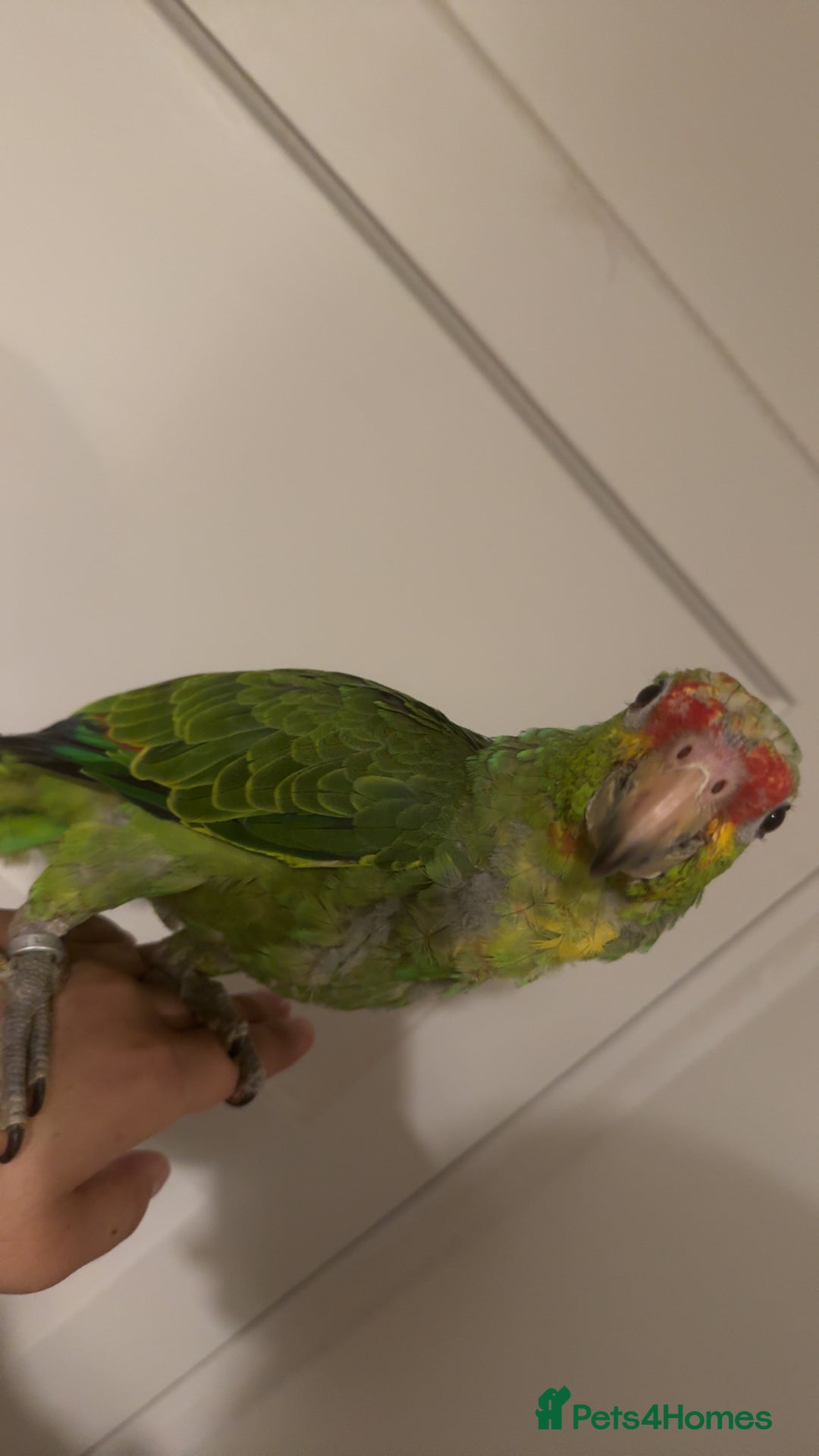 Parrots birds for sale: Beautiful red lored Amazon - Image 2