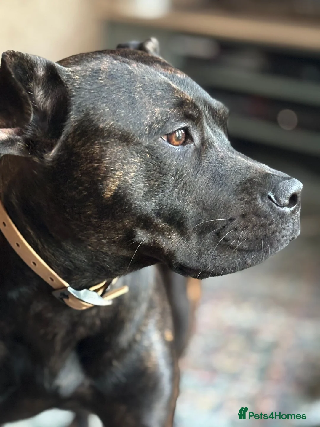 Mixed Breed dogs for sale: Staff/mastiff  - Advert 4