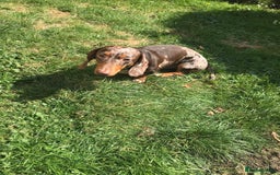 Dachshund dogs for stud: Charlie Davies  - Image 4