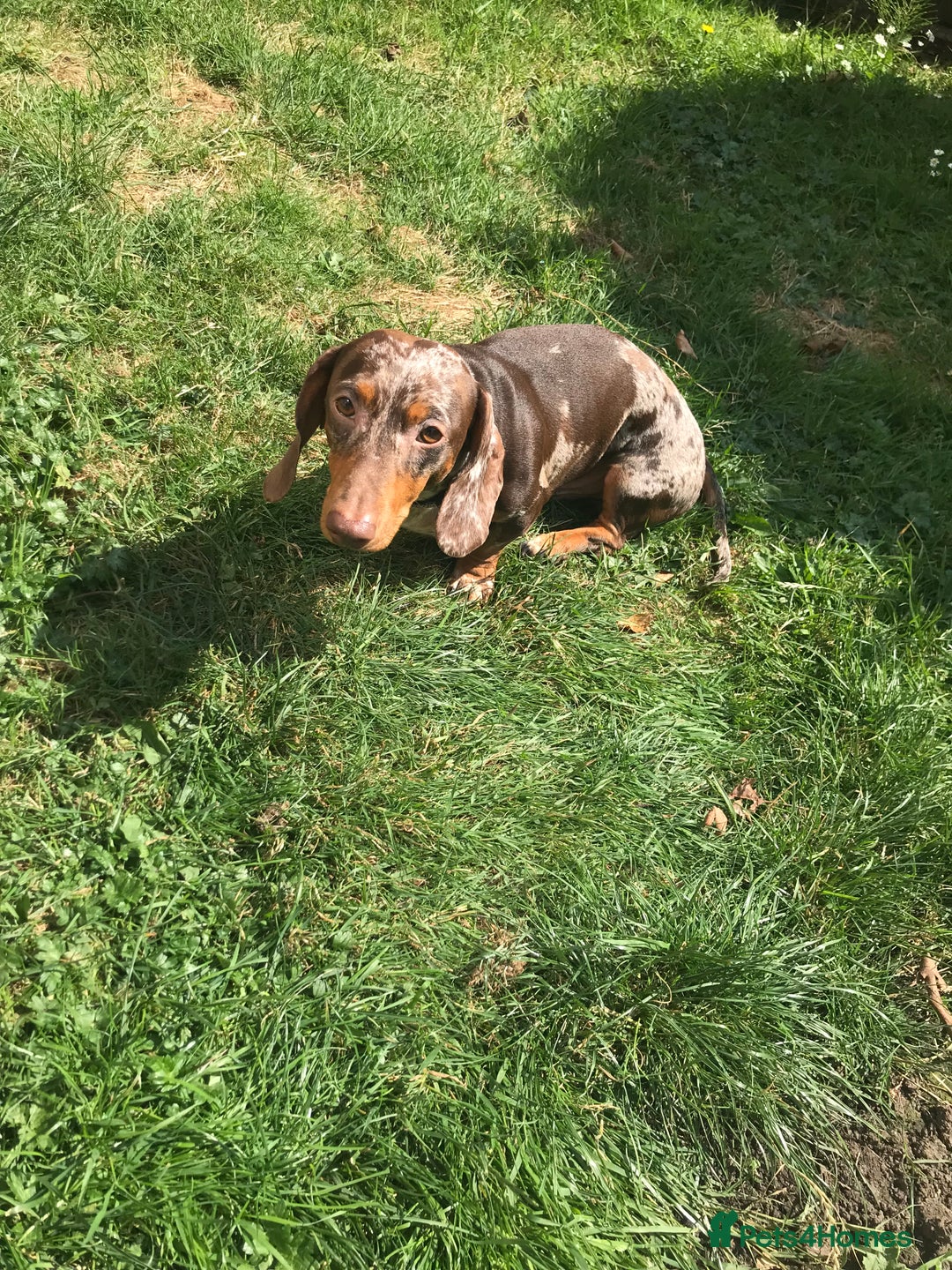 Dachshund dogs for stud: Charlie Davies  - Image 4