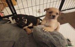 Mixed Breed dogs for sale: Pug X Collie pups (Pugollies) 3 Boys 2 Girls - Advert 20