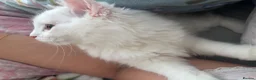 Munchkin cats for sale: Beautiful Girl kitten - Advert 11