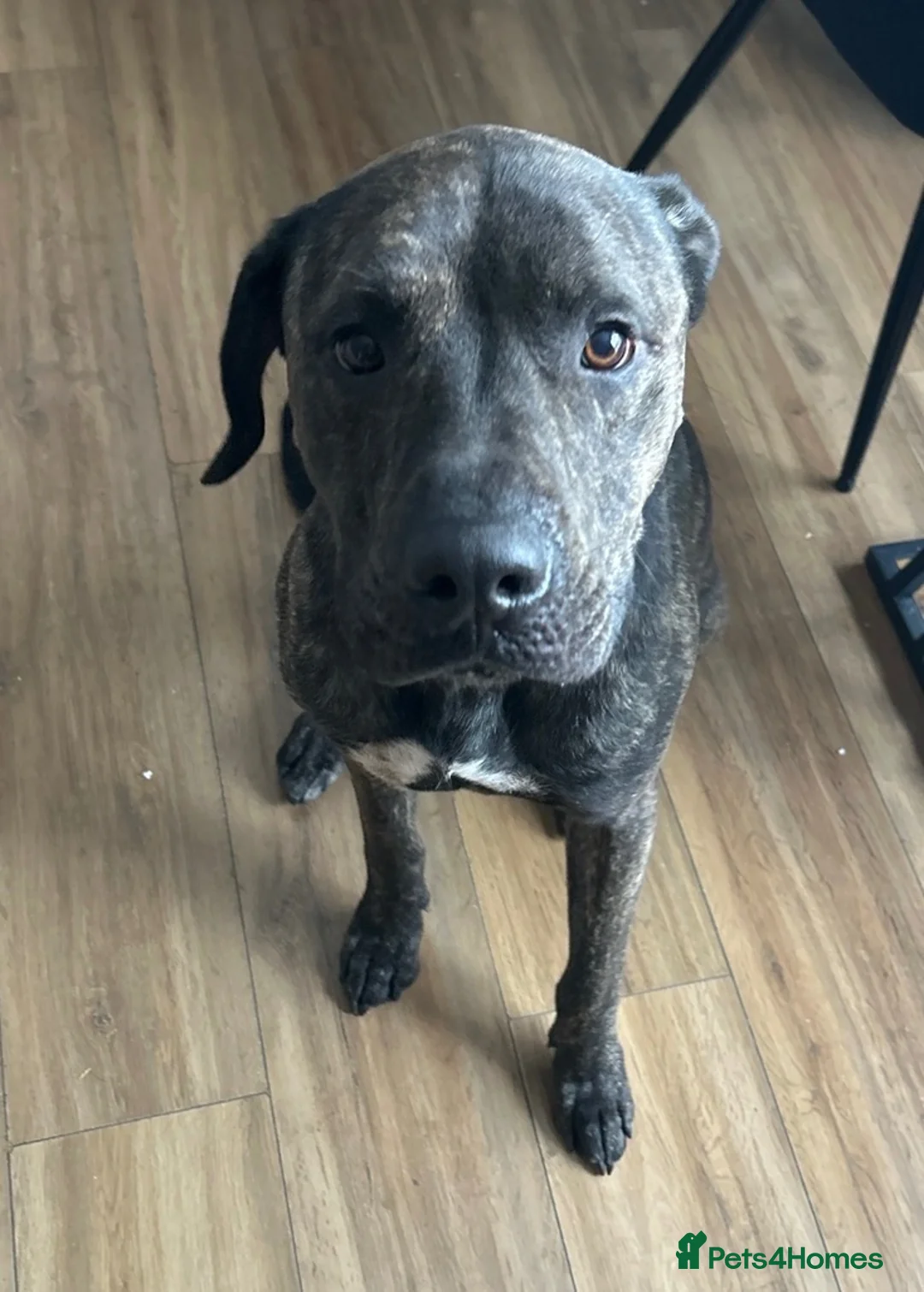 Presa Canario dogs for sale: Working Presa Canario ‘Chunk’ in Haverhill - Advert 1
