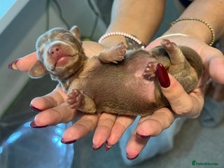 Miniature Dachshund dogs Beautiful litter of miniature dachshund - Advert 1